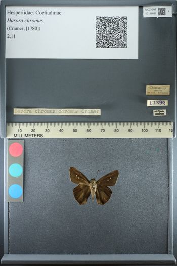 Media type: image;   Entomology 186681